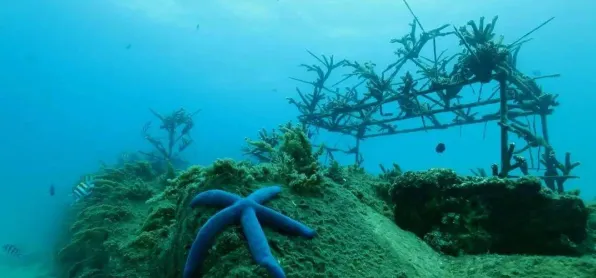 不久前BBC科学海洋探测发现：植物通信机制存在证据