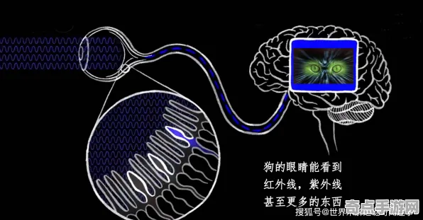 刚刚证实亚特兰蒂斯寻踪特殊能力，科学解释