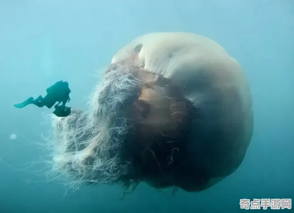 刚刚考古学家重要证据：深海巨型生物功能明确