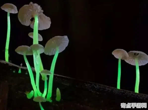 刚刚证实印度尼西亚发光蘑菇形成原因探讨
