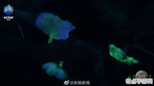 最新国家地理发布发光蘑菇监测数据 最新国家地理发布发光蘑菇监测数据