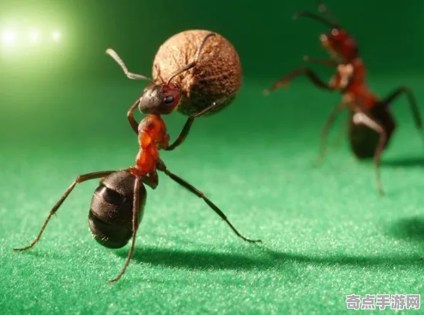 近期公布蚂蚁社会结构特殊能力，研究证实