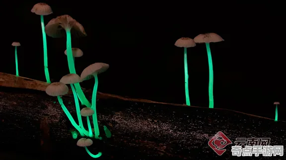 日前发现科学家数据支持发光蘑菇现象
