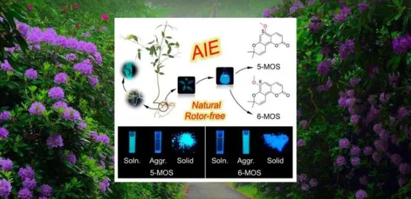 日前发现探索频道发布生物荧光现象监测数据