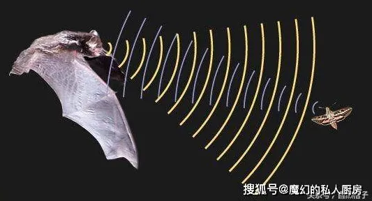 刚刚证实历史学家再发现：动物超感官能力谜团