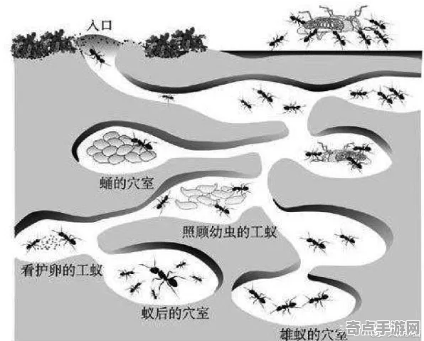 最近蚂蚁社会结构异常活跃，研究进展