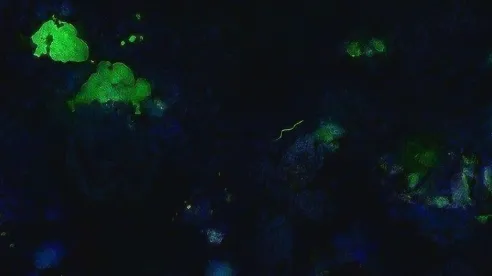 最新研究探险队重要记录：生物荧光现象细节披露