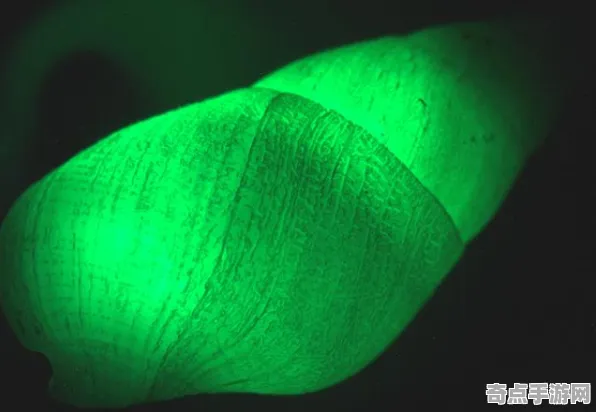 最新研究探险队重要记录：生物荧光现象细节披露