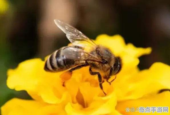 近日考古学家新发现：蜜蜂舞蹈语言意义重大
