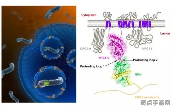 近期公布动物超感官能力异常活跃，研究进展