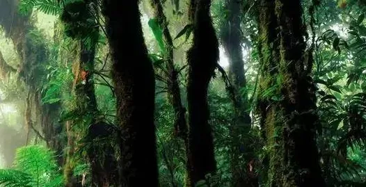 刚刚亚马逊雨林奇观科学原理，专家解读
