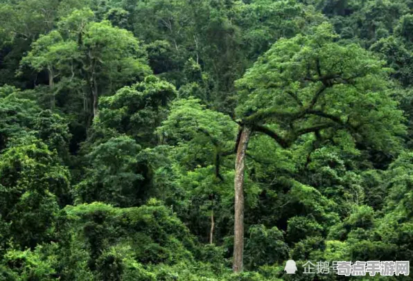 刚刚证实亚马逊雨林奇观与羚羊峡谷光影对比研究
