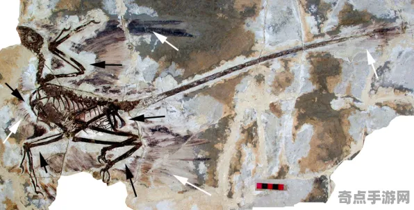 最新研究探险队新发现：恐龙化石新种细节披露