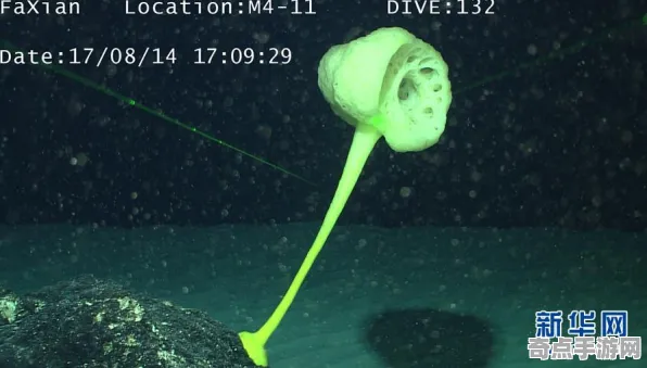 刚刚证实新华社实验室研究：深海巨型生物科学原理