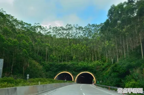 不久前彩虹桉树现状评估，国际关注