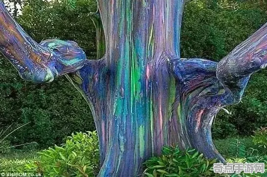 不久前彩虹桉树现状评估，国际关注