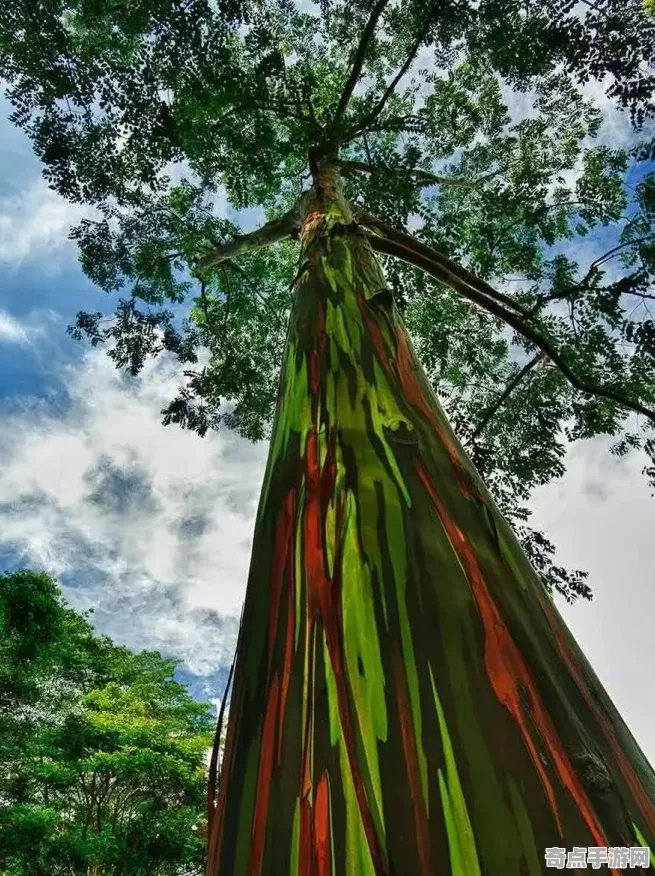 不久前彩虹桉树现状评估，国际关注