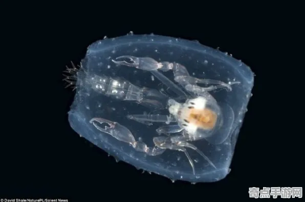 日前发光水母与深海巨型生物对比研究