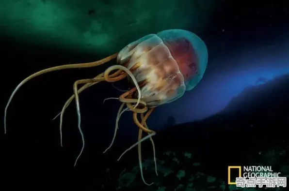 日前发光水母与深海巨型生物对比研究