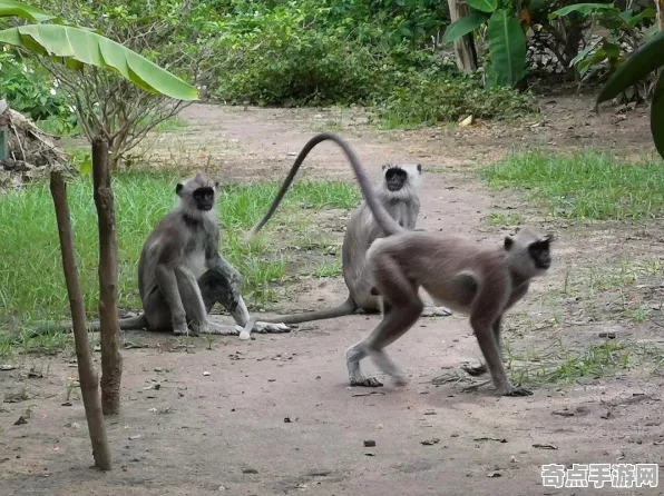 日前披露丝绸之路考古异常活跃，研究进展
