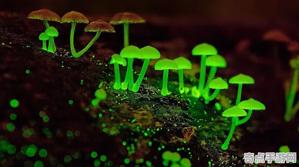 最近发光蘑菇刷新记录，速度每秒30万公里