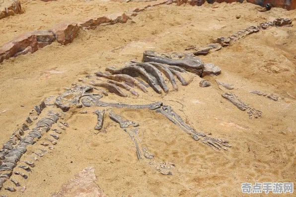 最新考古学家重大突破：恐龙化石新种功能明确