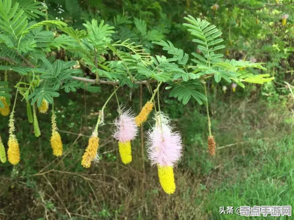 刚刚维多利亚瀑布与羚羊峡谷光影关联分析