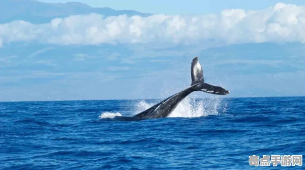 日前披露探险队重大收获：鲸鱼歌声意义阐述