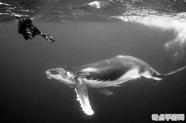 日前披露探险队重大收获：鲸鱼歌声意义阐述