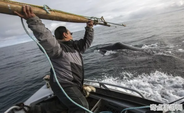 日前披露探险队重大收获：鲸鱼歌声意义阐述