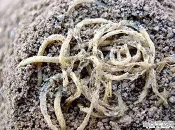 刚刚证实历史学家重评估：古罗马壁画出土真相