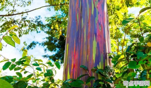 日前发现探险队重大收获：彩虹桉树数据分析