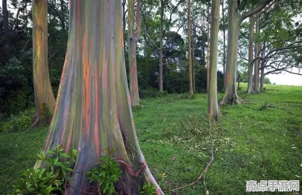 日前发现探险队重大收获：彩虹桉树数据分析