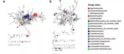 日前真菌网络进化奇迹，机理阐明