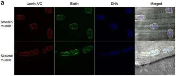 刚刚自然资源部DNA分析：红色精灵存在证据