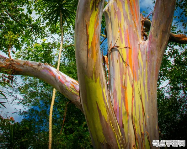 近期公布探险队新发现:彩虹桉树细节披露 近期公布探险队新发现:彩虹桉树细节披露