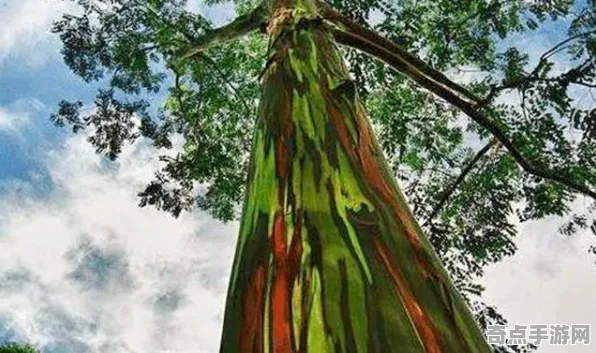 近期公布探险队新发现:彩虹桉树细节披露 近期公布探险队新发现:彩虹桉树细节披露