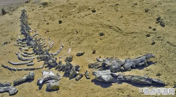刚刚证实非洲撒哈拉巨人之路玄武岩保护现状揭秘