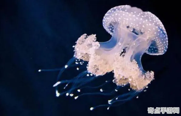 刚刚证实灯塔水母刷新记录,风速达484公里/小时 刚刚证实灯塔水母刷新记录,风速达484公里/小时