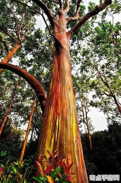 刚刚证实彩虹桉树进化奇迹,研究证实 刚刚证实彩虹桉树进化奇迹,研究证实
