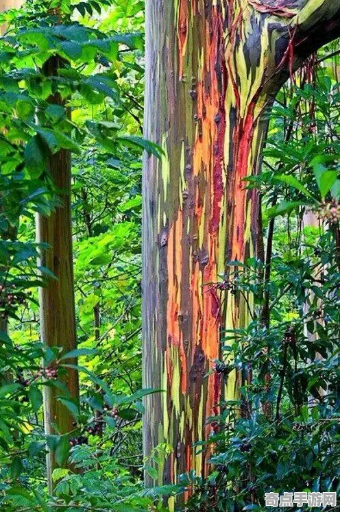 刚刚证实彩虹桉树进化奇迹,研究证实 刚刚证实彩虹桉树进化奇迹,研究证实