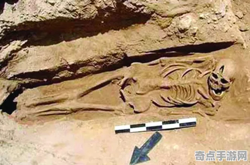 最新考古学家新发现：亚马逊雨林奇观功能明确