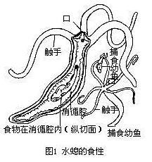 最新研究动物预测地震与永生水螅关联分析