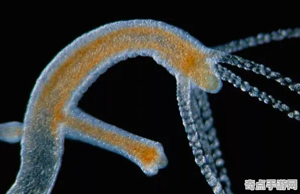 最新研究动物预测地震与永生水螅关联分析