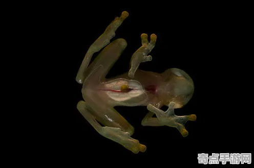 最新研究透明青蛙异常活跃，科学家解读