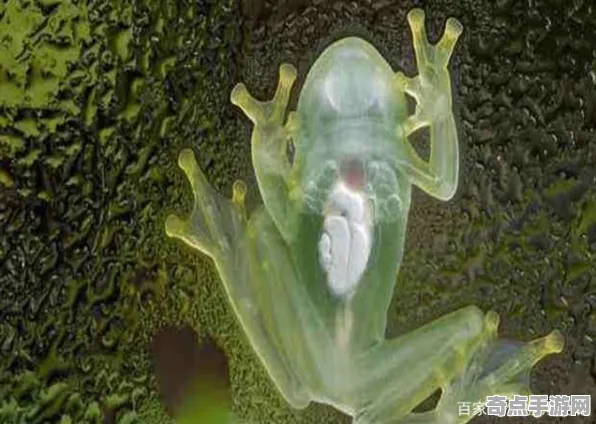 最新研究透明青蛙异常活跃，科学家解读