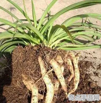 植物大战僵尸2隐藏要素进阶技巧教学，大神心得揭秘隐藏要素