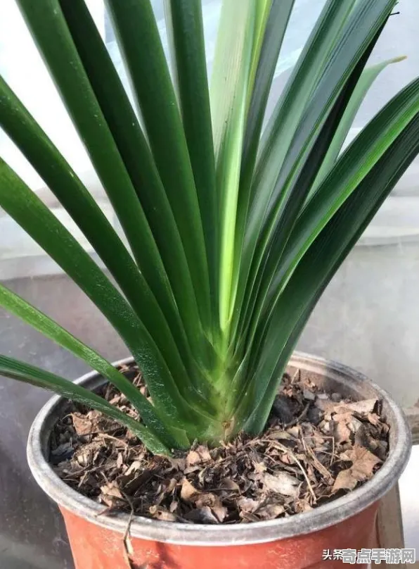 植物大战僵尸2隐藏要素进阶技巧教学，大神心得揭秘隐藏要素