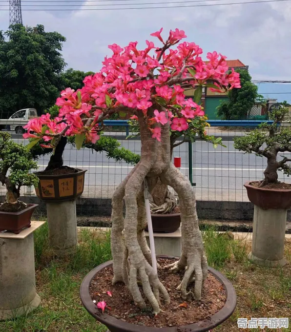 《红色沙漠》任务链解析 2025夏季版本 Android专业版 系统解析