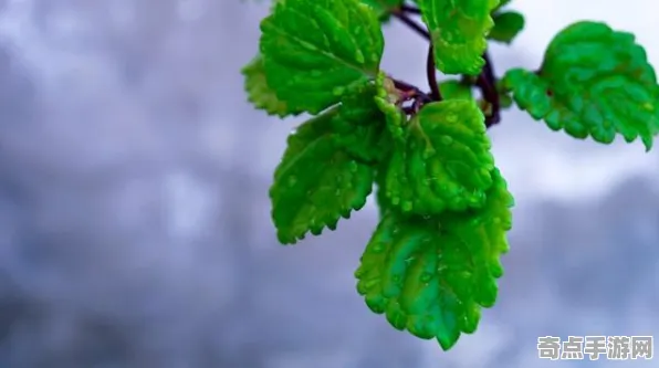 8月更新：空洞骑士：丝之歌》成就系统解析 跨版本研究 PC专业版 专业攻略